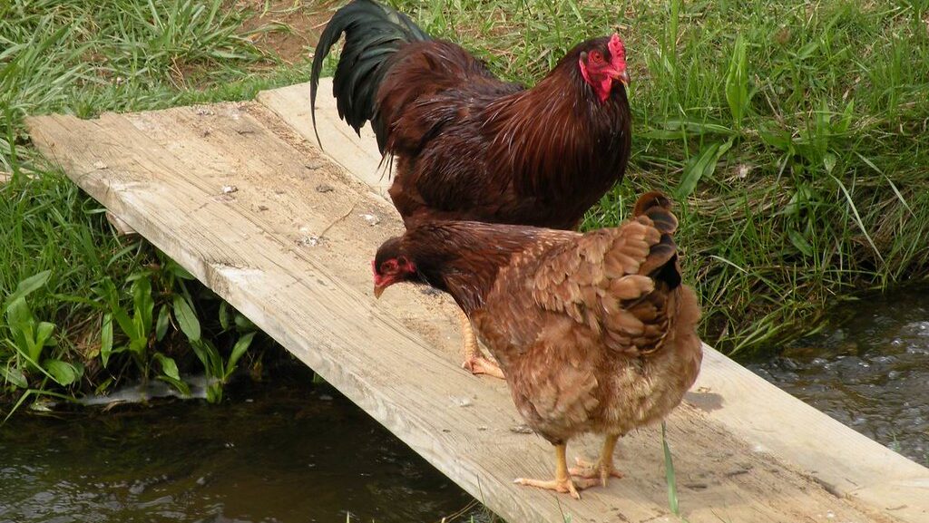 Two Buckeye chickens, a rooster and a hen, stand on a wooden plank over a small stream.