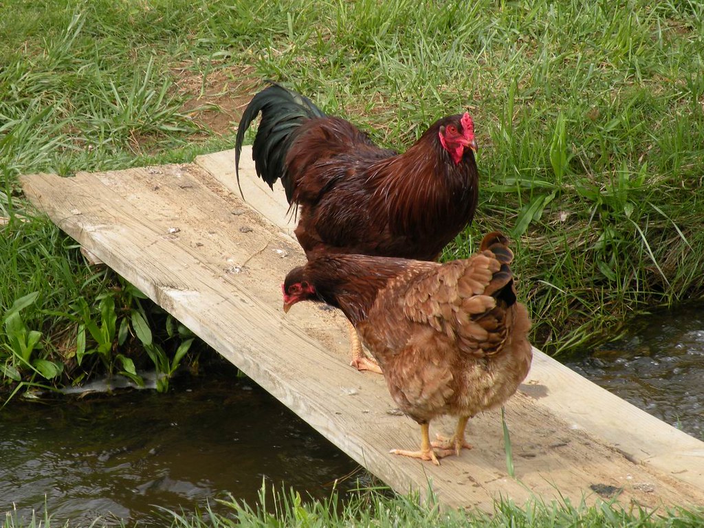 Two Buckeye chickens, a rooster and a hen, stand on a wooden plank over a small stream.