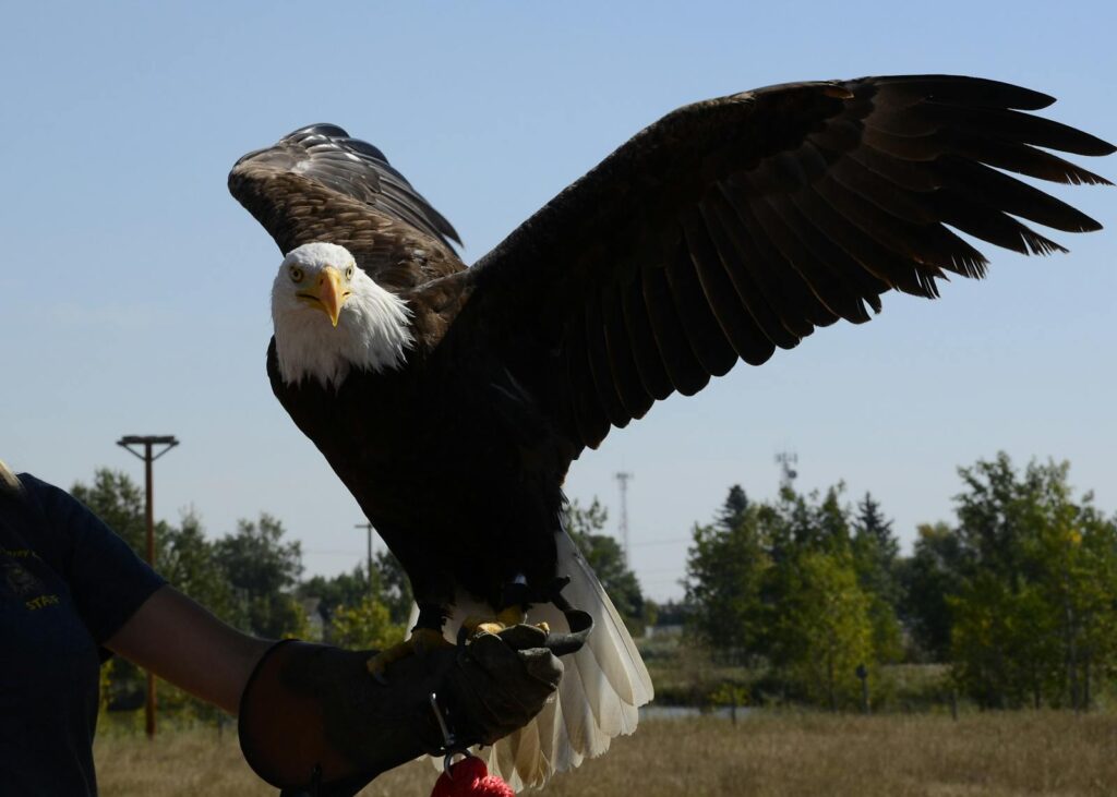 A stunning bald eagle perched on a trainer's arm with wings spread wide.