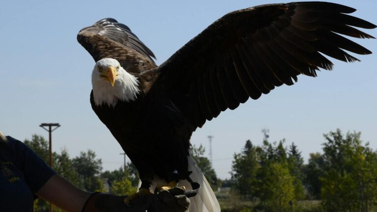 A stunning bald eagle perched on a trainer's arm with wings spread wide.