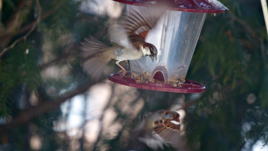 Bird on feeder aggressively scaring away another bird