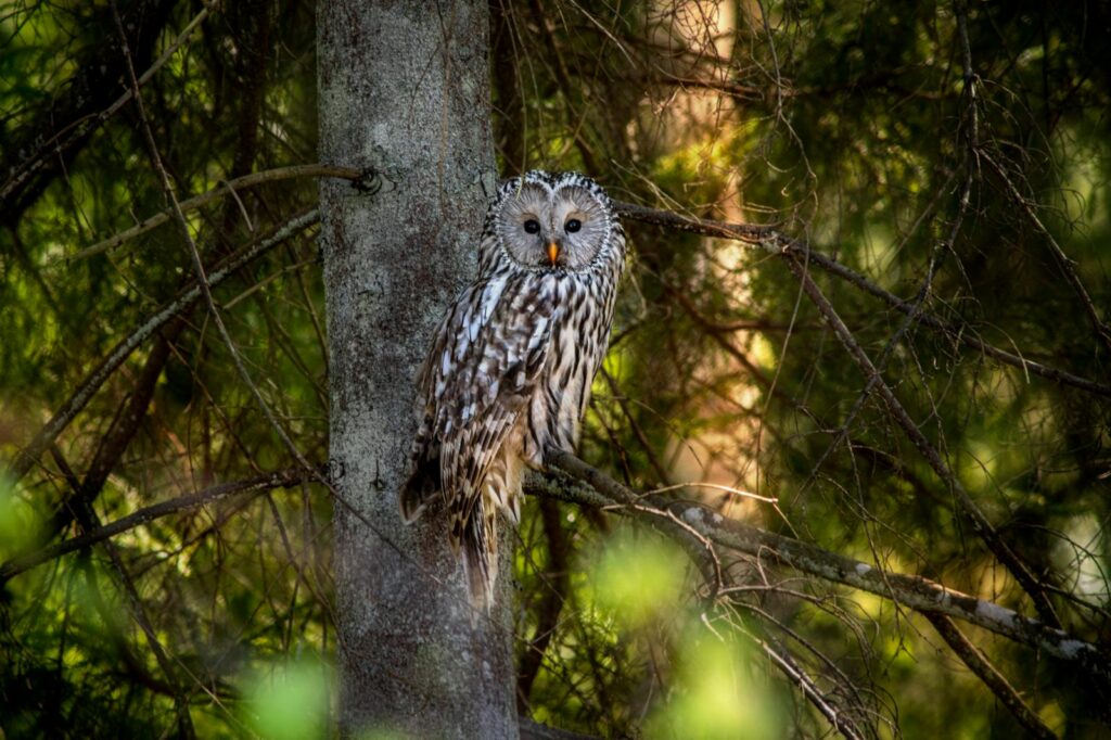 A white and brown striped Ural Owl with dark eyes and an orange beak perches on a conifer branch.