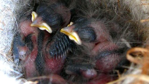 Baby chickadees in a nest