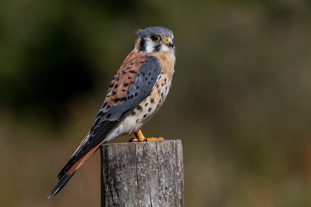 An American kestrel with colorful patterned plumage perches on a wooden post.