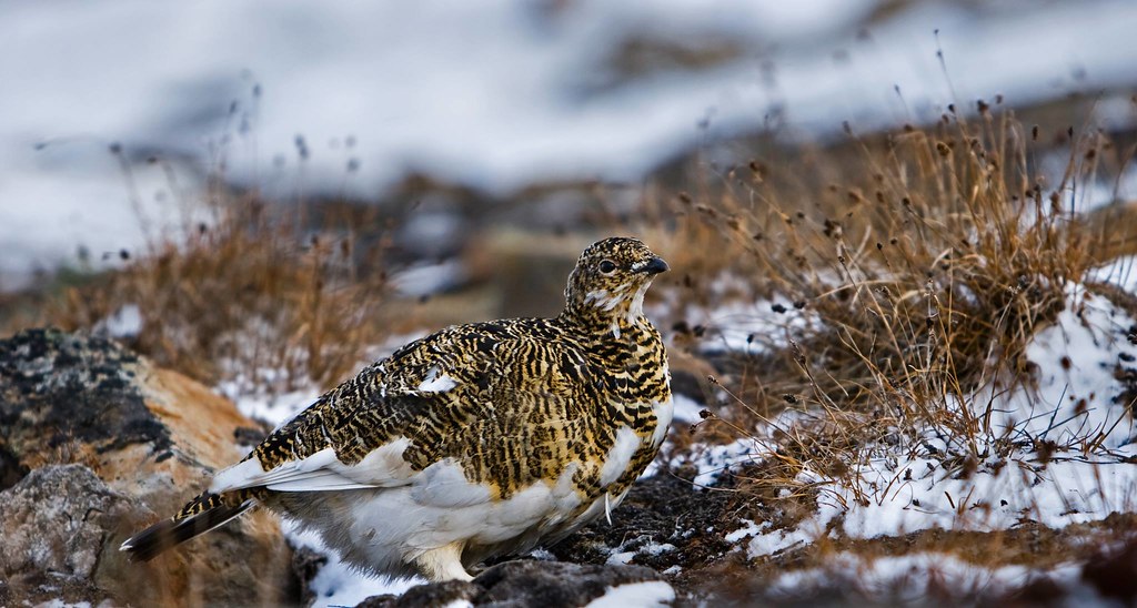 A Rock Ptarmigan rests on snowy ground, showing its mottled brown and white plumage.