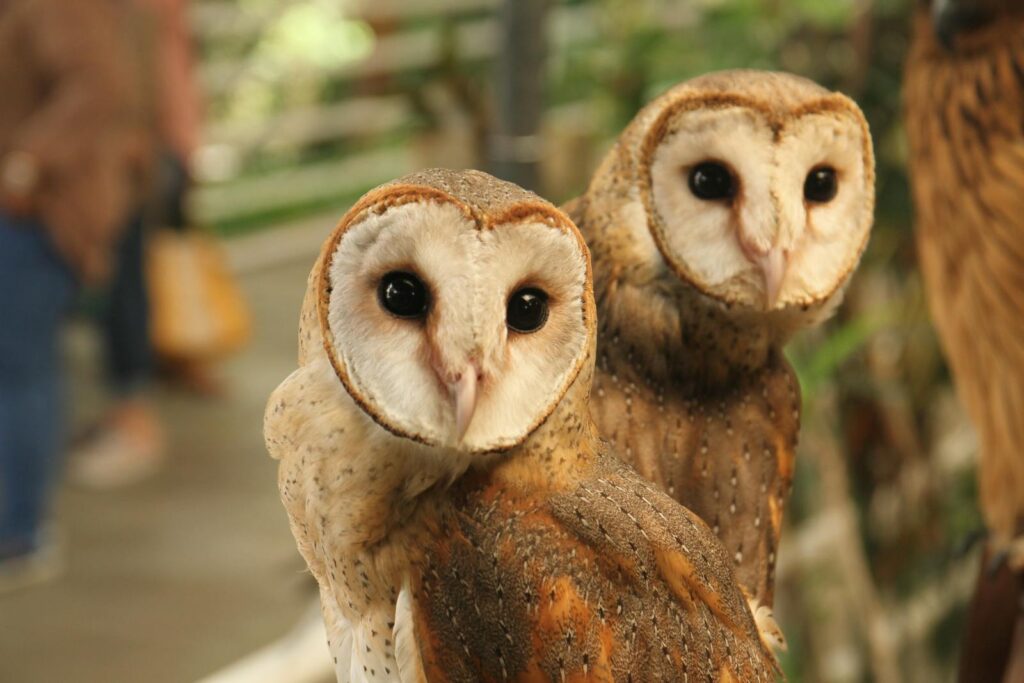 Detailed close-up of two barn owls with sharp eyes in an outdoor setting.