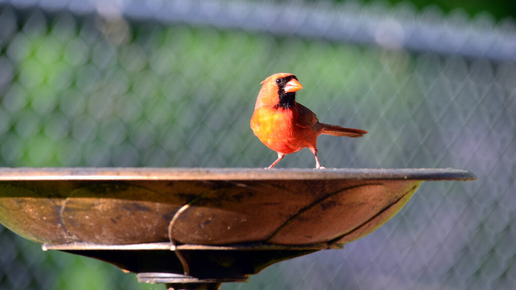 Bright red cardinal perched on the edge of a bird bath in a garden