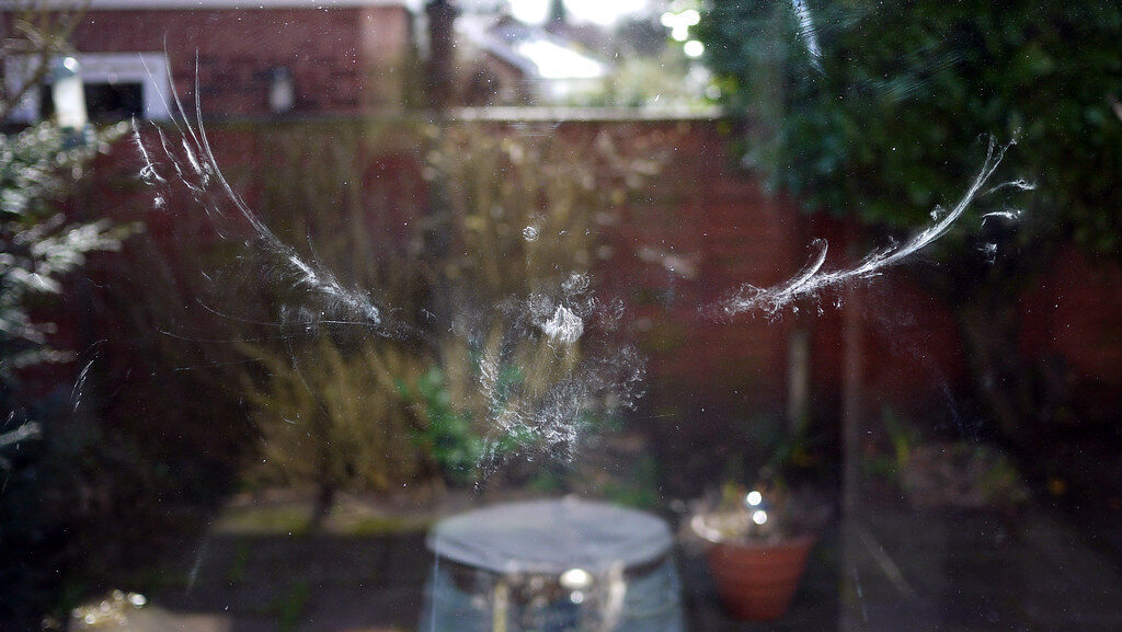 Impression left on window after bird flew into glass