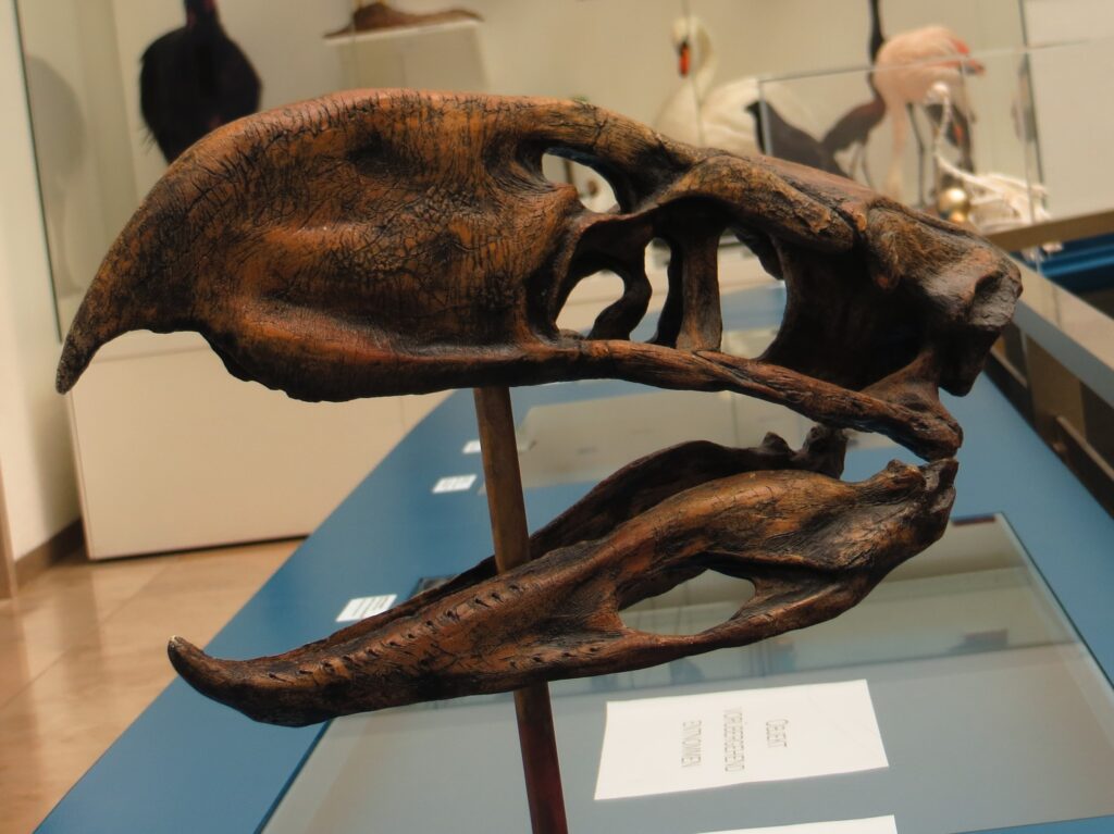 A detailed replica skull of Phorusrhacos longissimus is displayed on a stand.