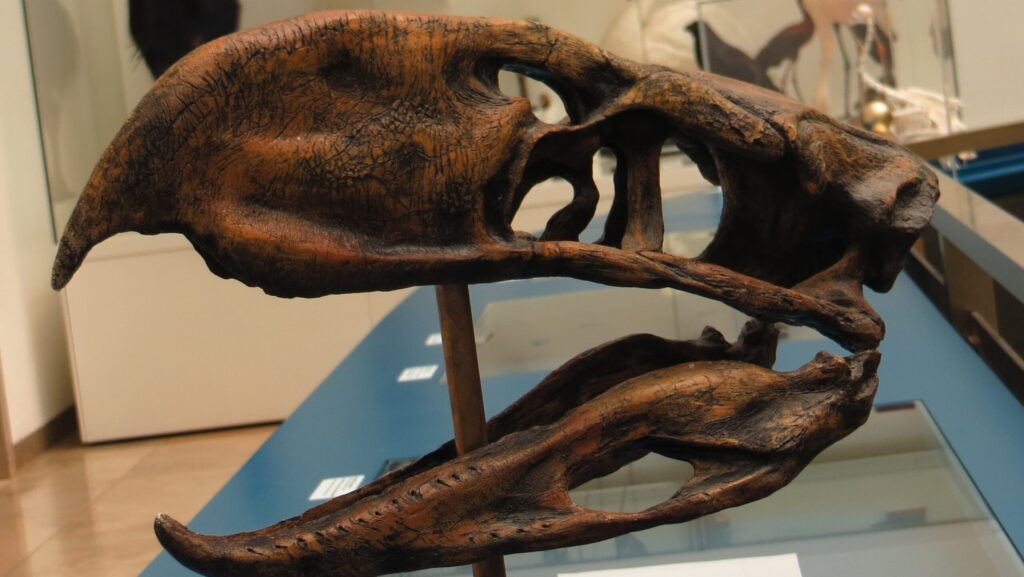 A detailed replica skull of Phorusrhacos longissimus is displayed on a stand.