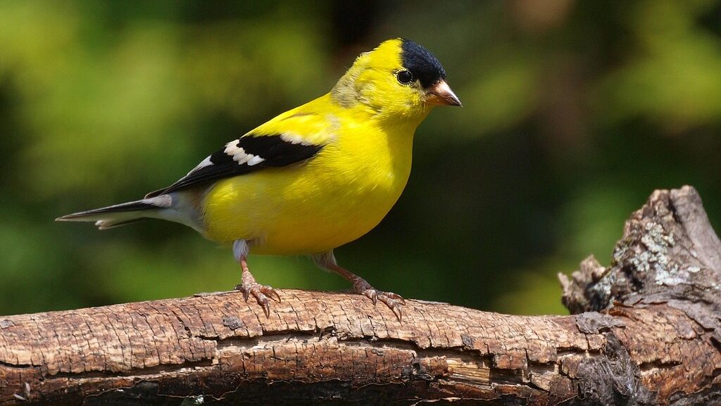 An American goldfinch with vibrant yellow plumage and a black cap perches on a branch.