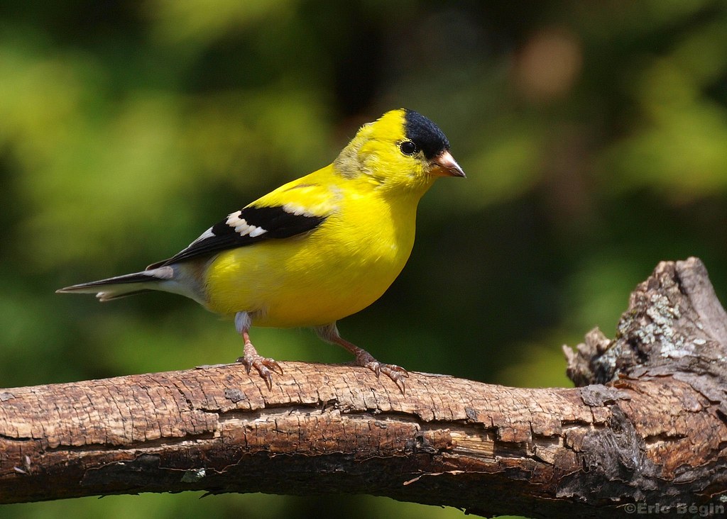An American goldfinch with vibrant yellow plumage and a black cap perches on a branch.