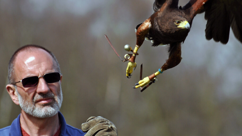 Harris’s Hawk taking flight from falconer’s gloved hand