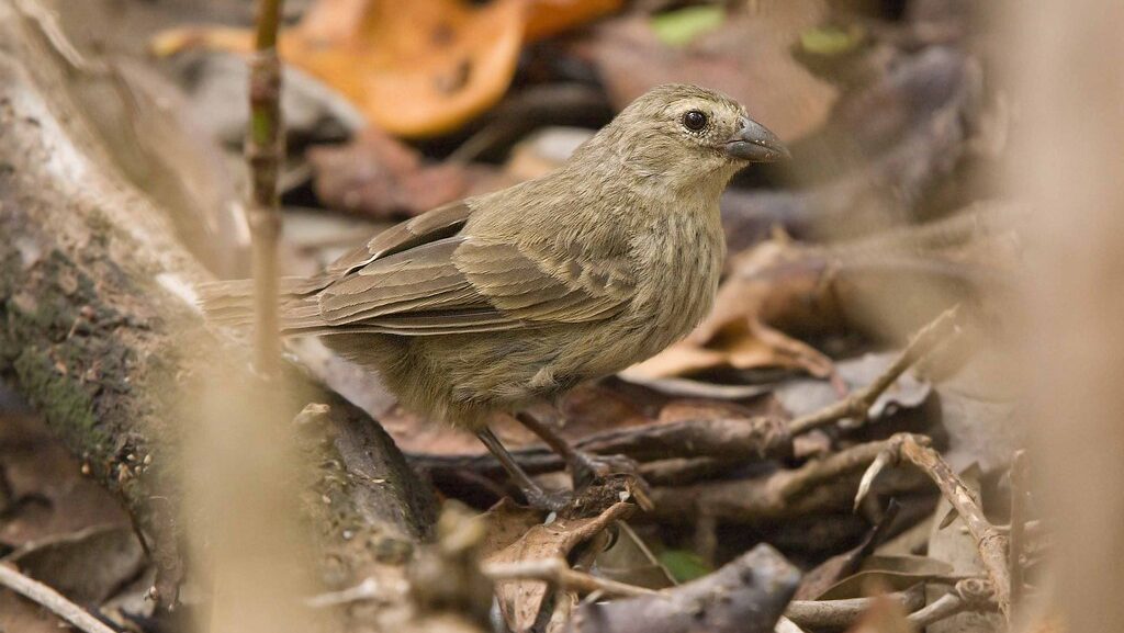 Mangrove Finch standing on ground covered with fallen leaves