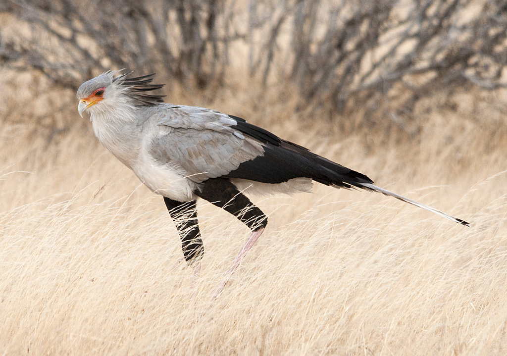 A Secretarybird walks through dry grass, showing its long legs and distinctive crest.
