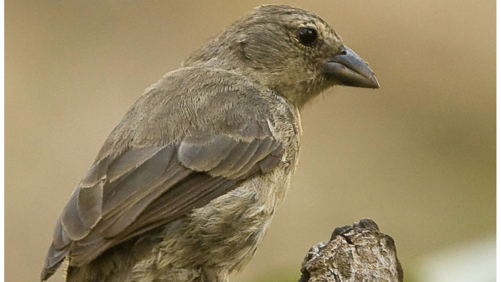 Side view of Mangrove Finch perched on a wooden branch