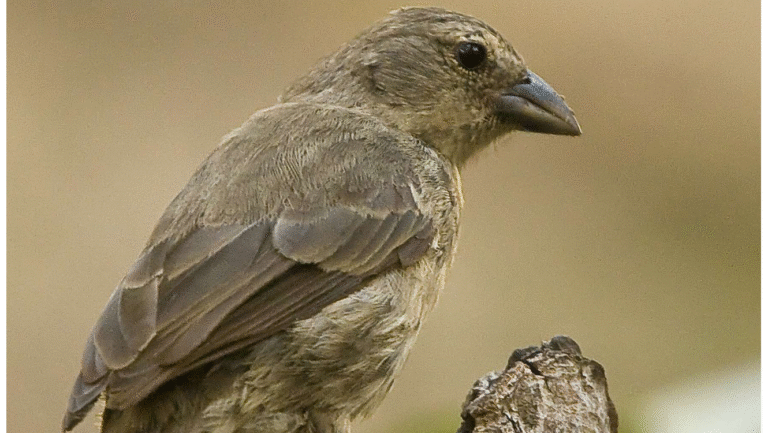 Side view of Mangrove Finch perched on a wooden branch