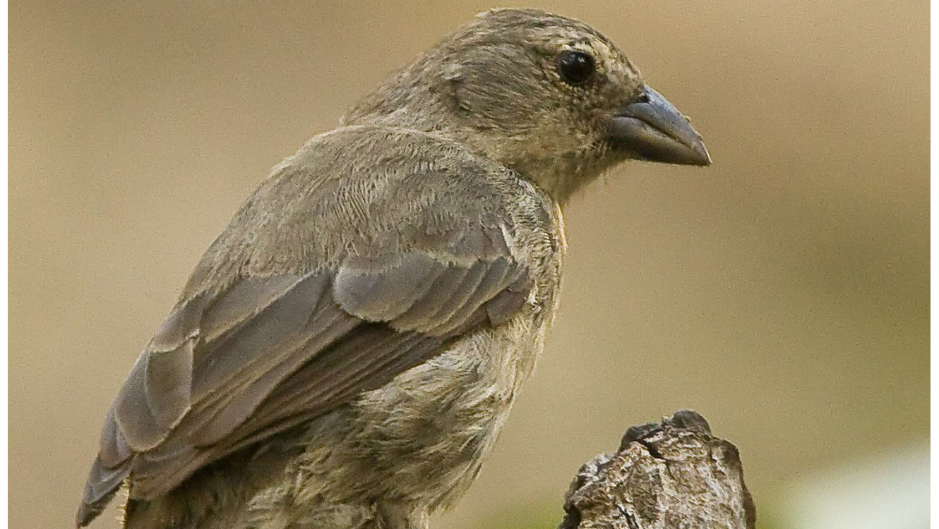 Side view of Mangrove Finch perched on a wooden branch