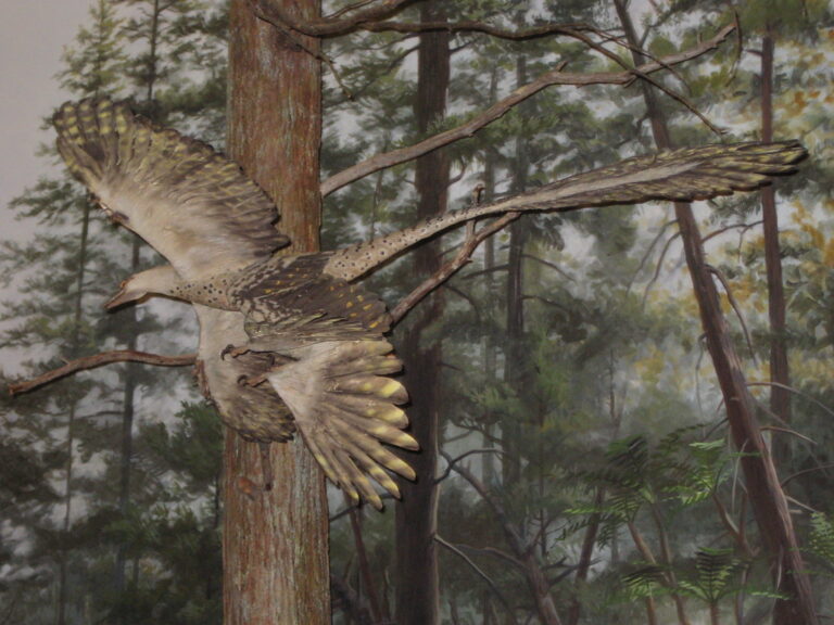 A striking George McLean art piece depicts a long-tailed bird with patterned wings in flight near a tree.
