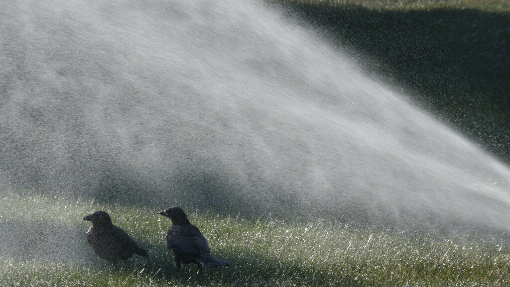 Two birds standing under a garden sprinkler