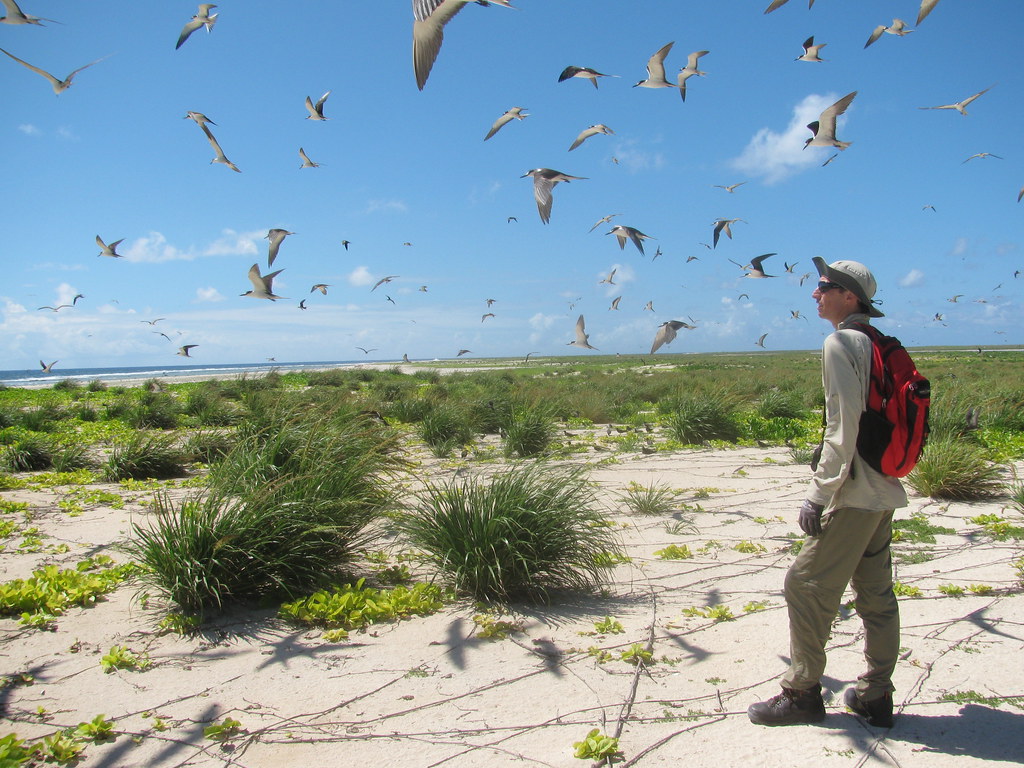 A person observes many birds flying over a sandy, vegetated coastal landscape.