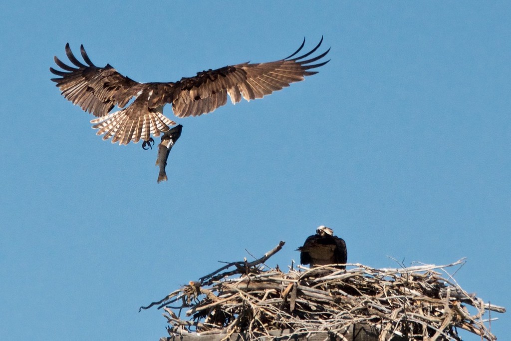 An Osprey carries a fish to a nest where another Osprey awaits, under a clear blue sky.
