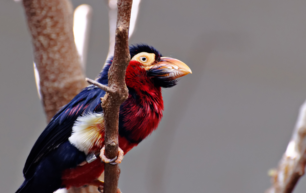 A colorful Bearded Barbet with red, black, and white plumage perches on a branch.