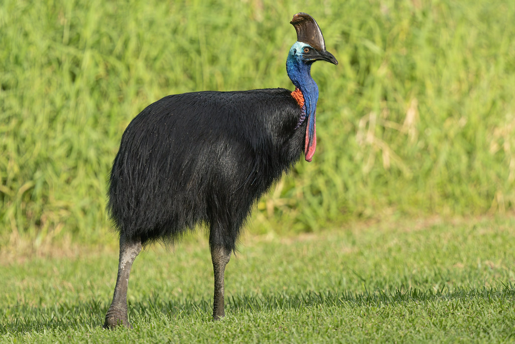 A Southern Cassowary with a colorful head and casque stands in green grass.