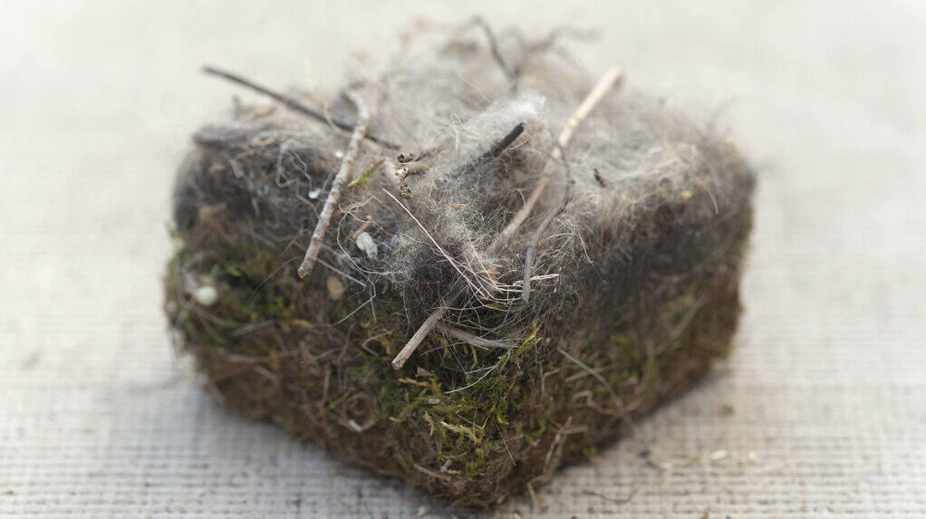 Chickadee nest taken out of bird box