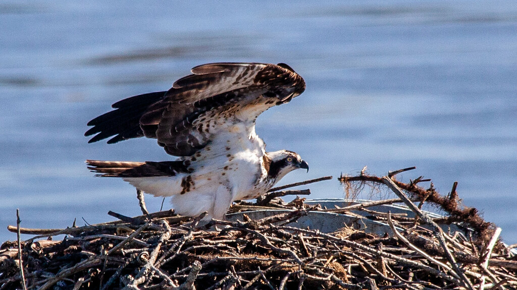 An Osprey stands in its stick nest, wings partially spread, gazing intently with its distinctive eye stripe.