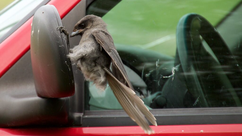 Bird attacking car side mirror