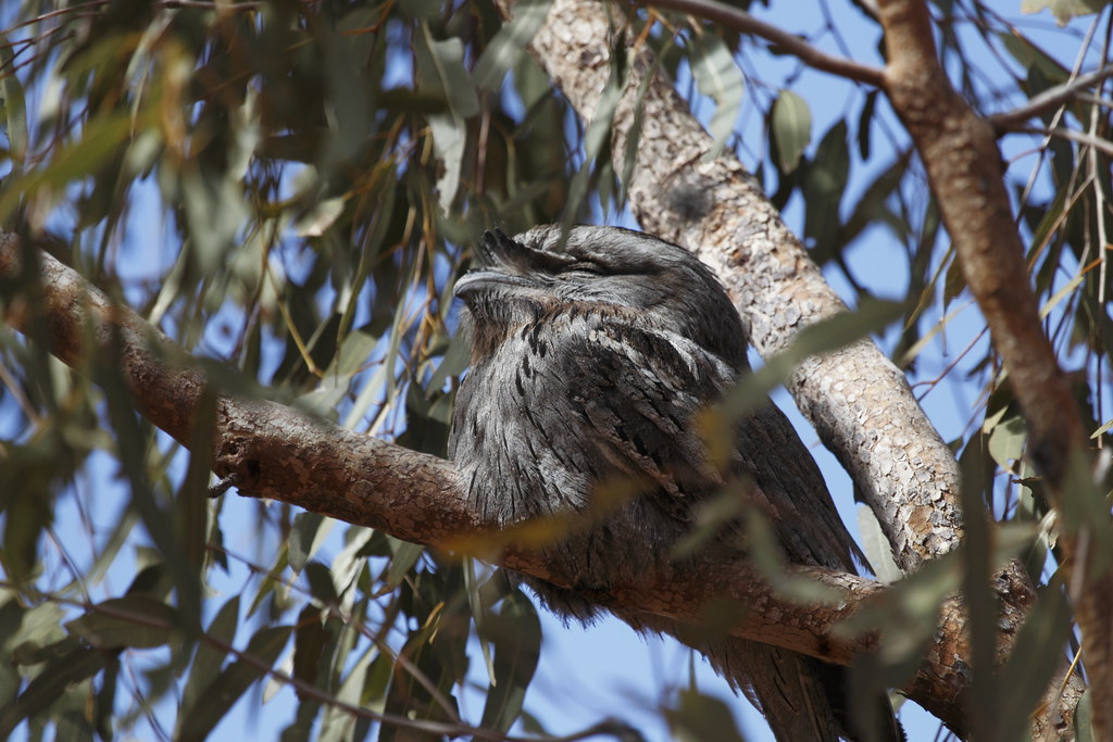 A Tawny Frogmouth with grey plumage rests on a tree branch, eyes closed.