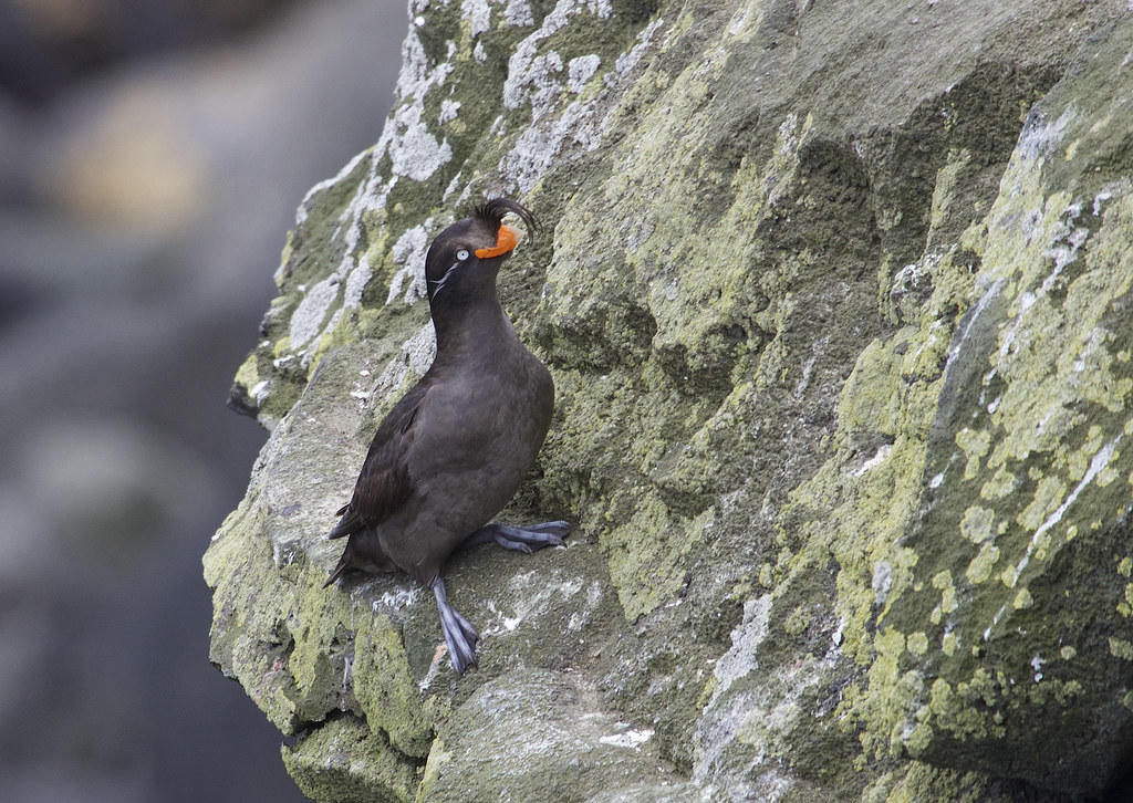 A Crested Auklet perches on a rock face, showing its orange beak and head plumes.