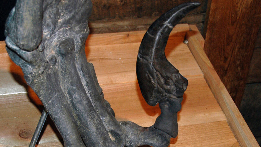 Utahraptor sickle claw fossil displayed at Morrison Natural History Museum