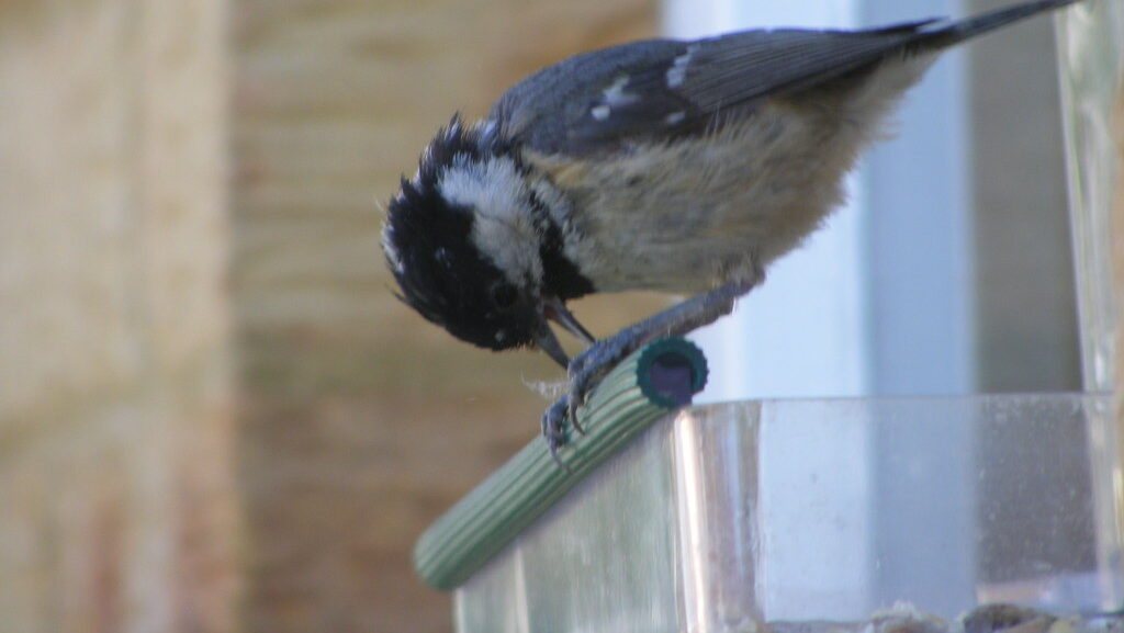 Bird perched on window-mounted bird feeder 