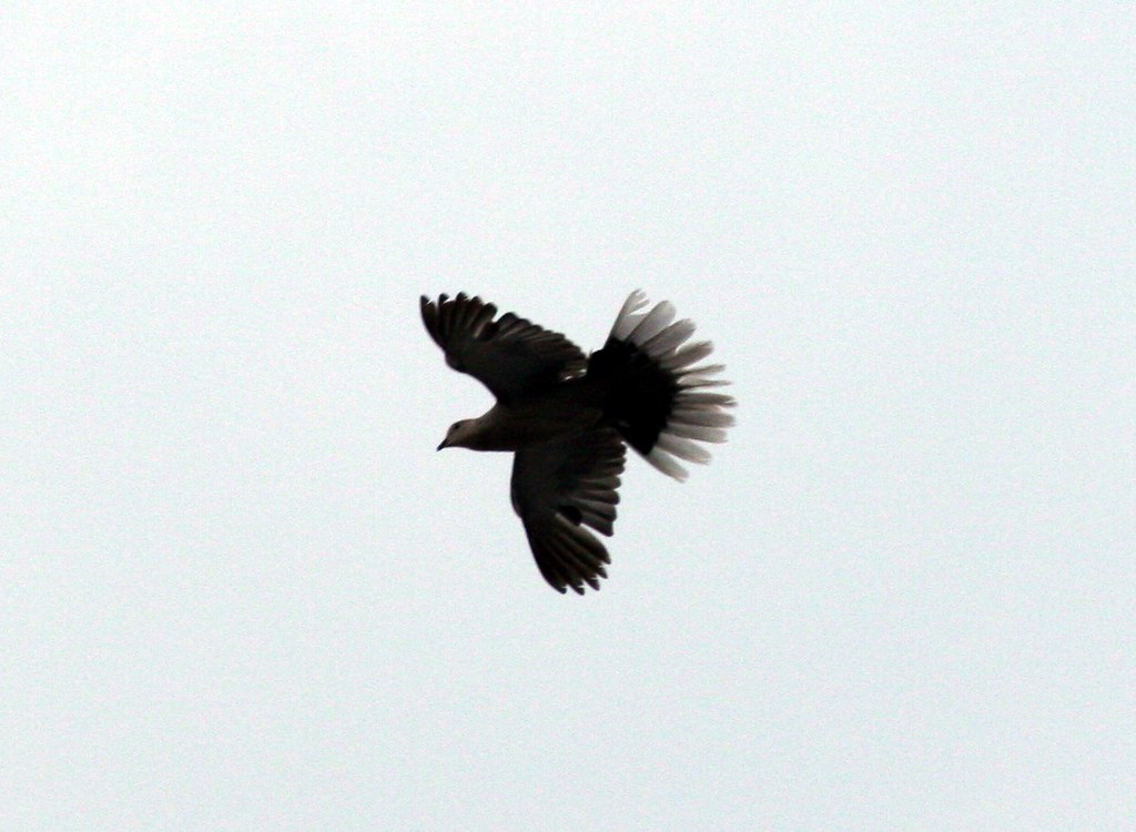 A Eurasian Collared Dove is captured mid-flight against a light sky.