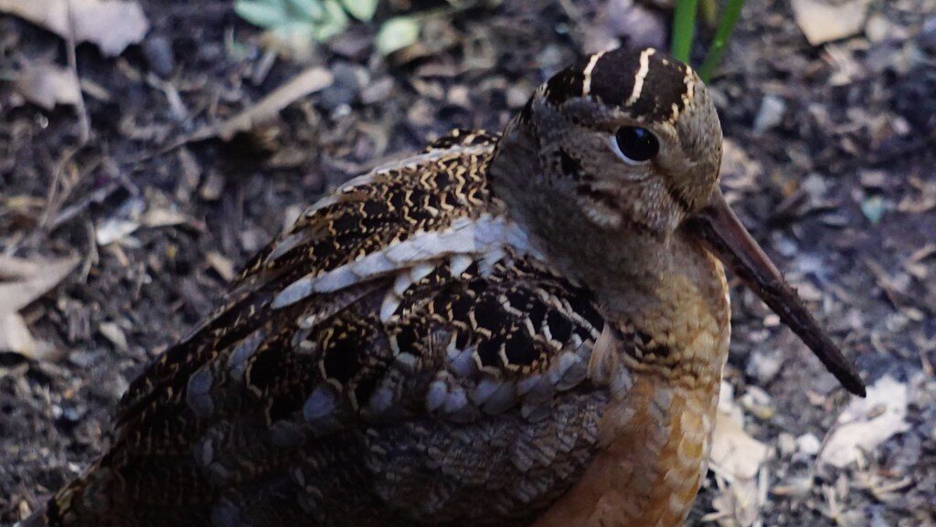 American Woodcock with long beak pointed downward