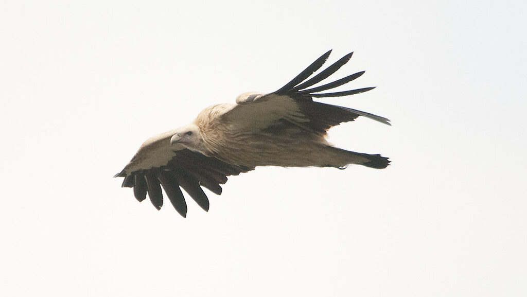 Himalayan Vulture soaring in flight against overcast white sky