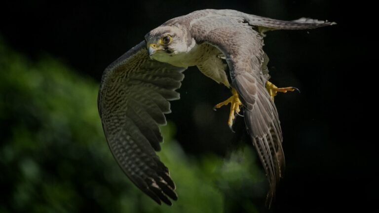 Falcon in mid-air with wings flapping downward during flight