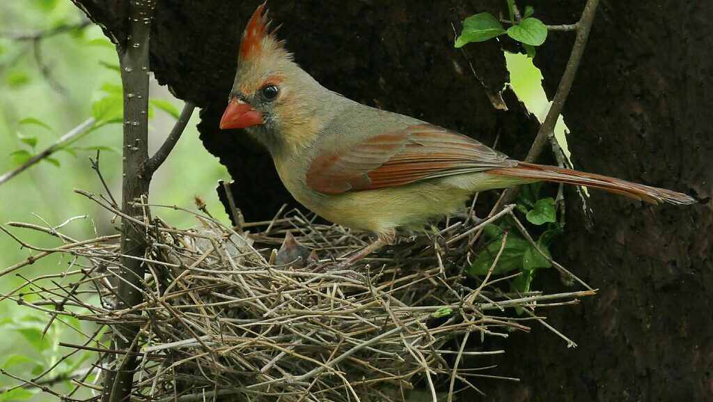 Female cardinal perched on the edge of a nest protecting her chicks