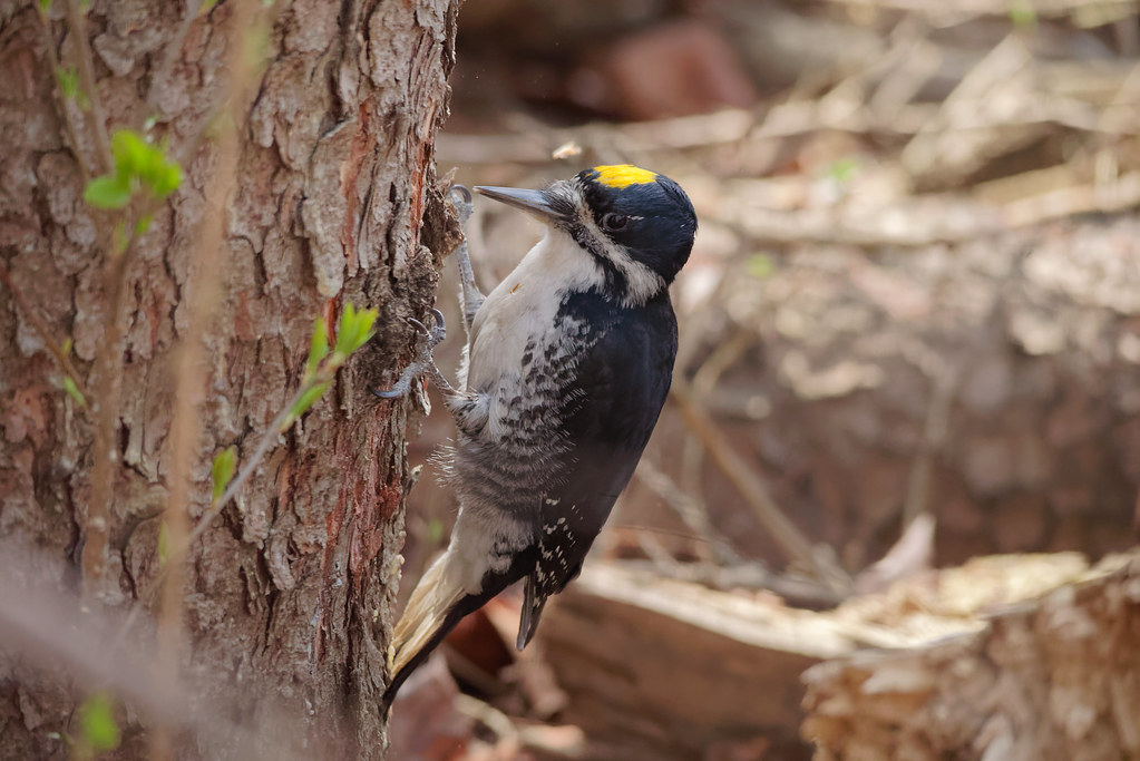 A black and white woodpecker with a yellow head patch clings to the side of a tree trunk.