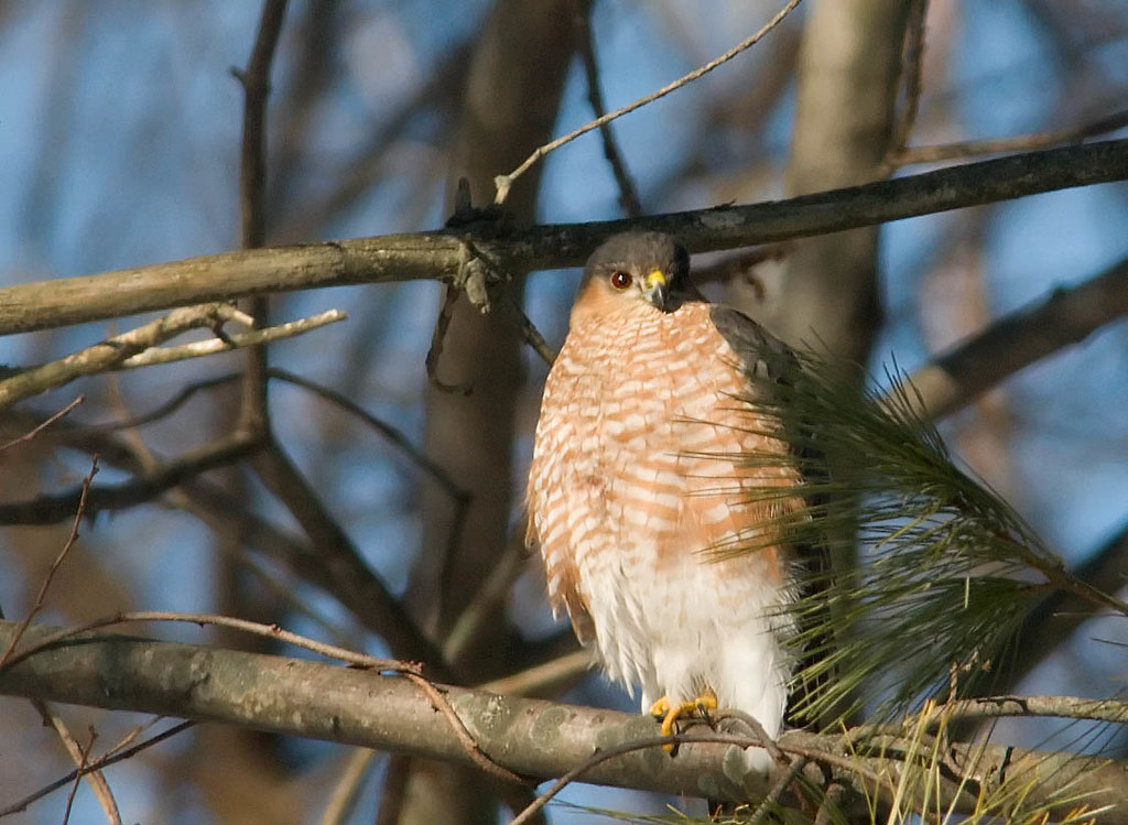 A Cooper's hawk perches on a tree branch, observing its surroundings.