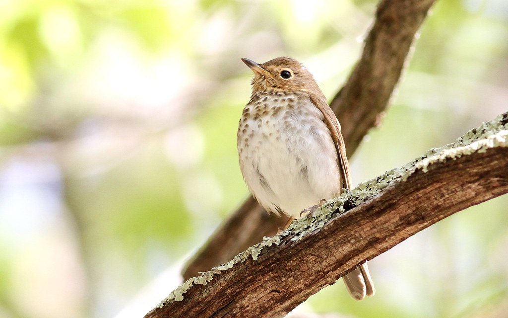 A Swainson's Thrush with a spotted chest and brown back perches on a branch.