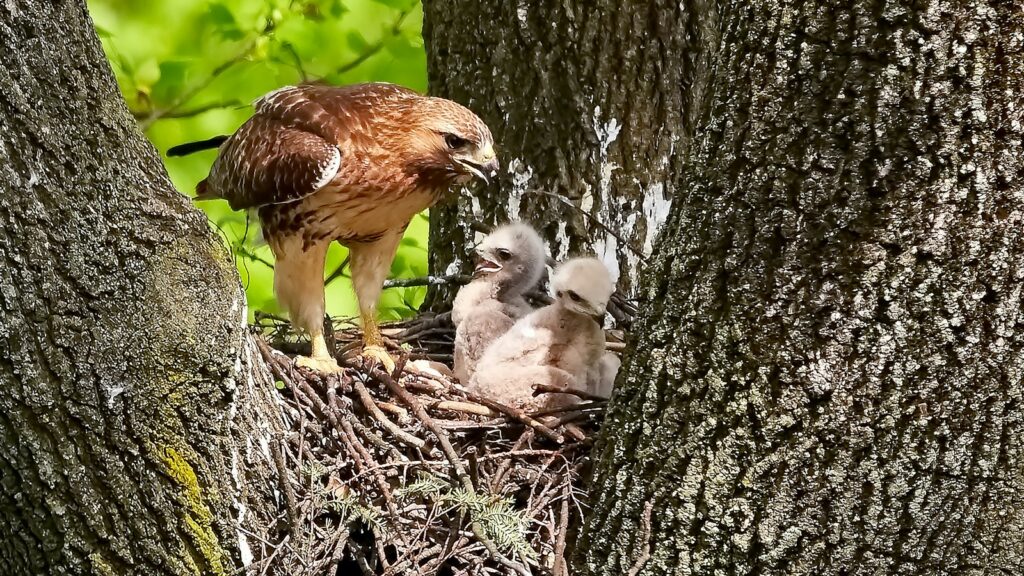 Hawk perched in nest with two chicks