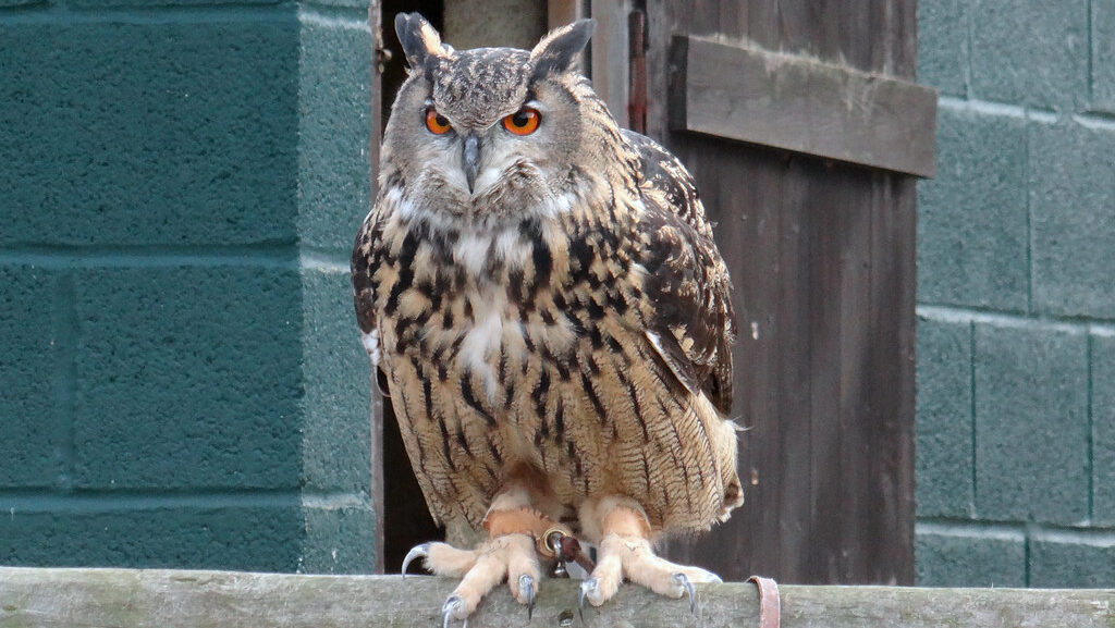 Female Eurasian Eagle-Owl perched on a wooden railing