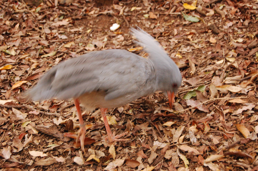 A gray kagu with an orange bill and legs forages on the ground covered in dry leaves.
