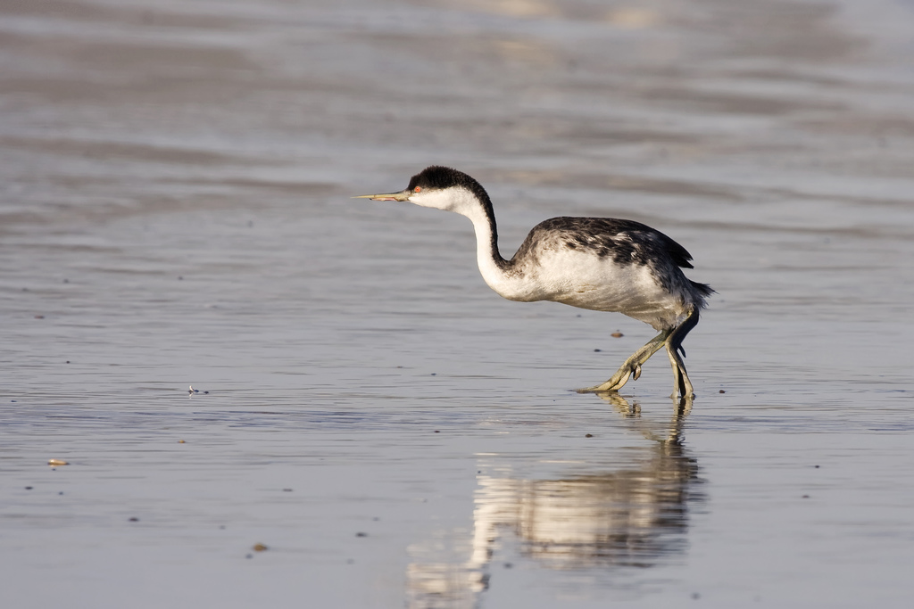 A Western Grebe with a black cap and long neck walks on calm water.