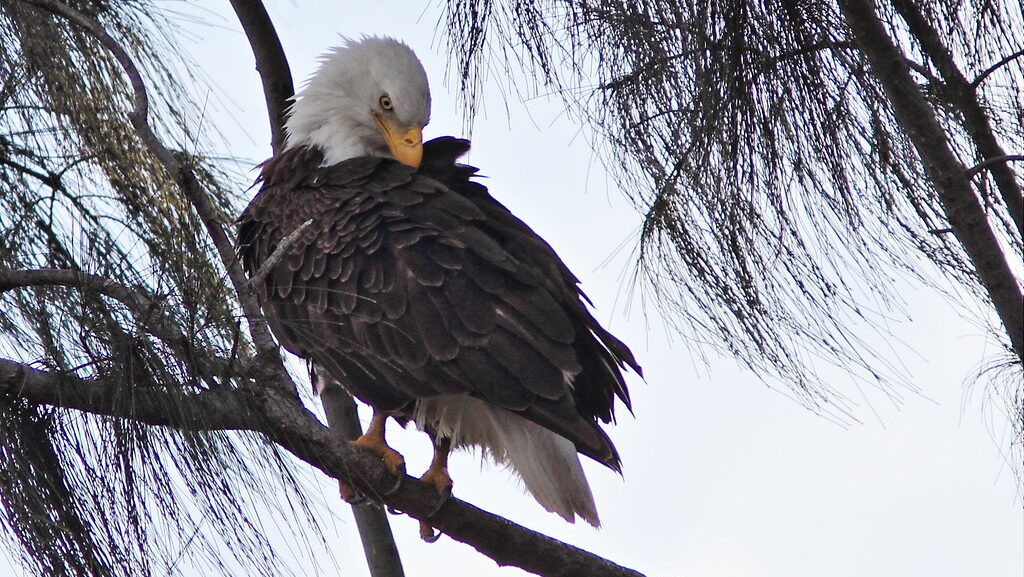 Female Bald Eagle preening feathers