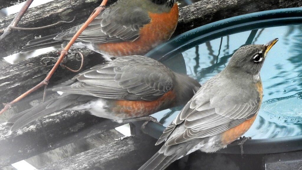 American robins drinking from a heated bird bath in winter