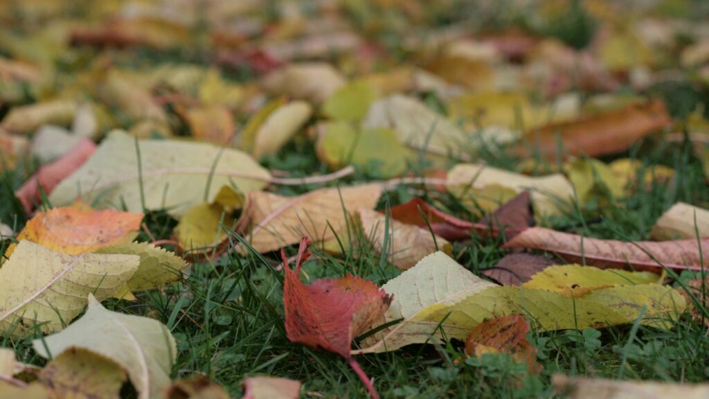 Fallen leaves covering grass in residential backyard